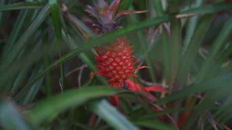 Interesante-Piña-Roja-En-Medio-De-La-Vegetación-Natural