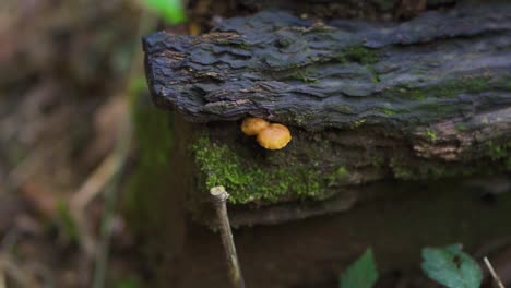 Rama-Grande-Y-Firme-Con-Hongos-Y-Microorganismos-De-Un-árbol-En-Plena-Naturaleza