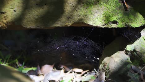 Una-Tela-De-Araña-Teje-Una-Gran-Piedra-Llena-De-Humedad-Y-Listones-En-Medio-De-Un-Bosque-Tropical