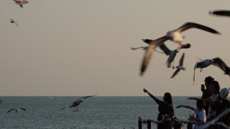 Vögel-Fliegen-Herum-Und-Fangen-Das-Futter,-Das-Ihnen-Die-Gemeinschaft-Gibt,-Möwen-Füttern,-Thailand