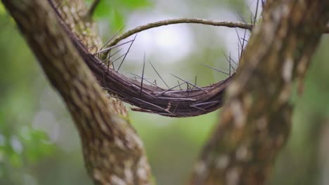 Una-Rama-En-Forma-De-Corona-Llena-De-Espinas-Rodeada-De-Naturaleza-En-Un-Hermoso-Bosque