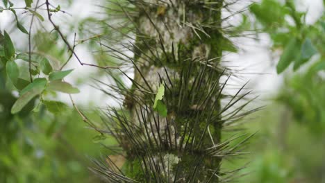 A-strange-tree-full-of-thorns-in-the-middle-of-leaves-and-surprising-nature