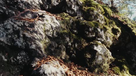 Moos-Auf-Den-Felsen,-Während-Die-Sonne-Darauf-Scheint