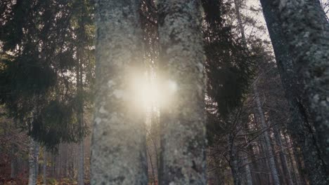 Die-Sonne-Scheint-Im-Wald,-Während-Sonnenstrahlen-Auf-Die-Linse-Treffen