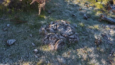 Close-up-on-some-ox-manure-a-natural-fertiliser-for-the-grass-that-the-ox-herds-feed-on,-camera-rotating-to-the-right