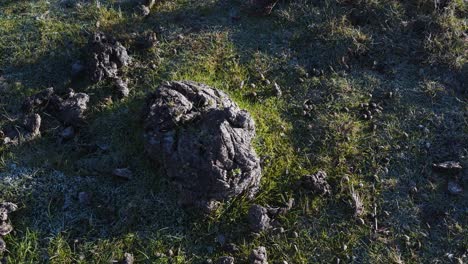 Close-up-on-some-ox-manure-a-natural-fertiliser-for-the-grass-that-the-ox-herds-feed-on,-camera-rotating-to-the-right