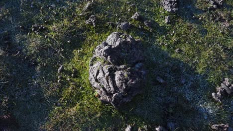 Close-up-on-some-ox-manure-a-natural-fertiliser-for-the-grass-that-the-ox-herds-feed-on,-camera-moving-away-showing-the-manure-surrounded-by-green-grass,-4K,-60fps