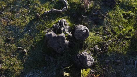 Close-up-on-some-ox-manure-a-natural-fertiliser-for-the-grass-that-the-ox-herds-feed-on,-camera-rotating-to-the-right