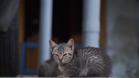 Pequeño-Gatito-Callejero-Somnoliento