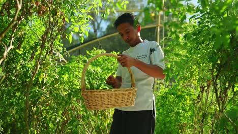 Slow-motion-of-male-farmer-gathering-tomatoes-from-greenhouse-crops