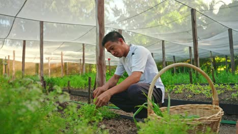 Toma-En-Cámara-Lenta-De-Un-Granjero-Recogiendo-Vegetales-Verdes-De-Los-Cultivos-De-Invernadero