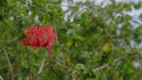 La-Flor-De-Buganvilla-Se-Mece-Con-El-Viento-Con-Un-Fondo-De-Vegetación-En-Las-Islas-Hawaianas