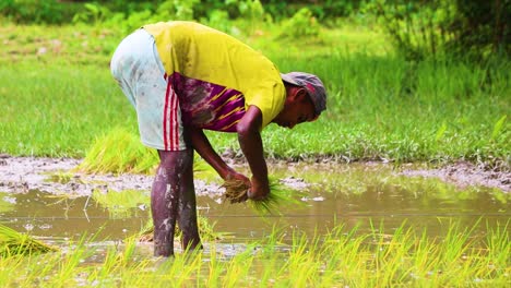 Agricultor-Plantando-Plántulas-De-Arroz-En-Un-Campo-Fangoso-En-Las-Zonas-Rurales-De-Bangladesh.