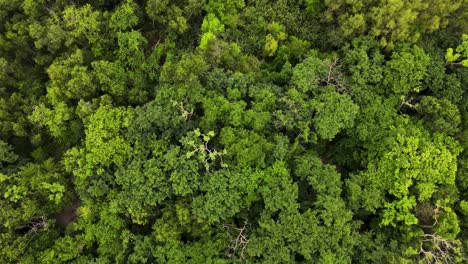 Vista-Superior-De-Las-Copas-De-Los-árboles-Del-Bosque-Tropical-Amazónico.