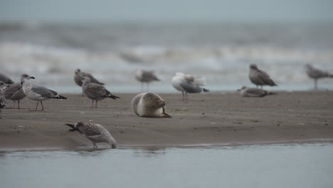 Plano-Medio-De-Una-Foca-De-Puerto-En-Una-Playa-De-Arena-Entre-Una-Bandada-De-Gaviotas,-Cámara-Lenta