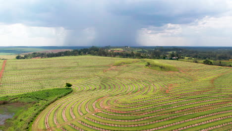 Perspectiva-A-Vista-De-Pájaro-De-Una-Plantación-De-Café-Iluminada-Por-El-Sol.