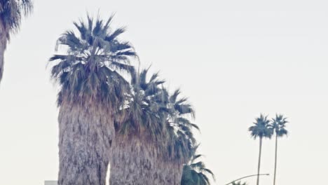 Cars-driving-in-downtown-Palm-Springs,-California-tilting-up-to-palm-trees-with-lens-flare-effect