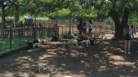 Minizoo-Aéreo-De-Cerdos-Y-Cabras.