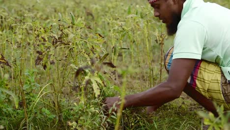 Man-in-rural-farming-land-chopping-dead-plants-off-the-agricultural-field