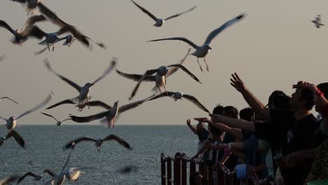 Gente-En-Silueta-Alimentando-A-Estas-Encantadoras-Aves-Migratorias-Durante-La-Tarde,-Gaviotas-Alimentándose,-Tailandia