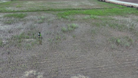 Toma-Aérea-De-Paralaje-De-Un-Hombre-Y-Una-Mujer-Cultivando-Arroz-En-Golarchi,-Sindh