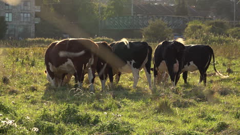 Two-brown-and-white-Jersey-and-three-black-and-white-Holstein-Fresian-cows-stand-grazing-while-being-swarmed-by-flies-in-a-green-meadow-in-front-of-a-steel-train-bridge-on-a-sunny-evening
