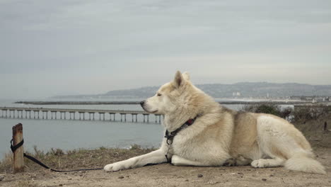 Husky-Blanco-Tranquilo-Disfrutando-De-La-Vista-Al-Mar-Desde-Lo-Alto-De-Un-Acantilado