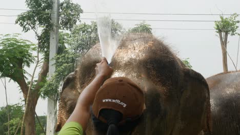 Mujer-Baña-A-Un-Elefante-Con-Una-Manguera-En-Un-Santuario-ético-De-Elefantes