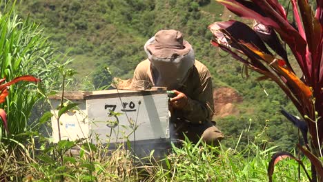 Un-Apicultor-Calma-A-Las-Abejas-Usando-Un-Ahumador