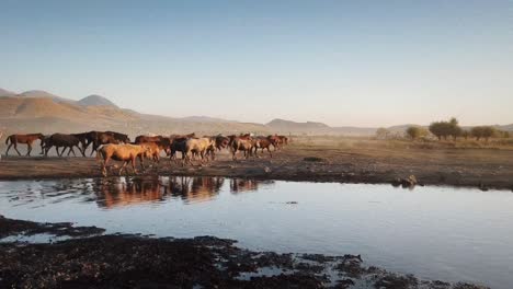 Manada-De-Caballos-En-El-Cruce-De-Pavo-Kayseri-Cerca-De-Un-Cuerpo-De-Agua