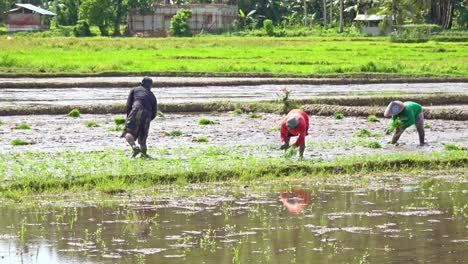 Rice-farmers-planting-fresh-crops-in-Rice-Paddies,-Surigao-Philippines