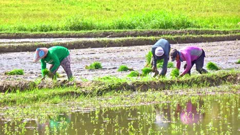 Agricultores-Plantando-Arroz-En-La-Granja