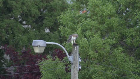 Rotschwanzbussard-Mit-Totem-Eichhörnchen-In-Krallen-Hebt-Vom-Laternenpfahl-Ab,-Tele