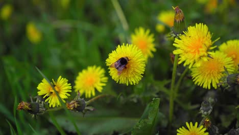 Hummel-Sammelt-Nektar-Auf-Einer-Löwenzahnblume-Und-Fliegt-Zu-Einer-Anderen,-Von-Oben-Gesehen