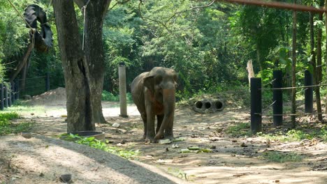 Elefant-Im-Schutzgebiet-Hebt-Seinen-Rüssel-In-Einem-Gehege-Auf-Und-Ab