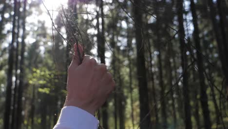 Una-Mano-Masculina-Fuerte-Toca-Una-Rama-Seca-De-Un-árbol-Contra-El-Fondo-De-Un-Sol-En-El-Bosque