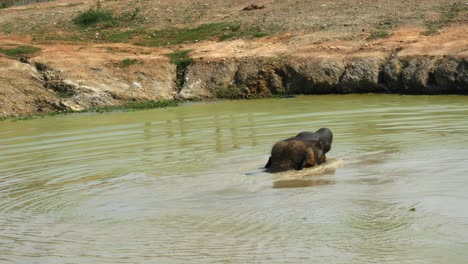 Vista-Trasera-De-La-Cabeza-De-Un-Elefante-Mientras-Se-Baña-En-Un-Estanque.