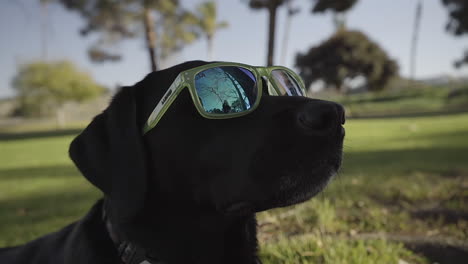 Perro-Tonto-Posa-Para-La-Cámara-Con-Gafas-De-Sol-Verdes