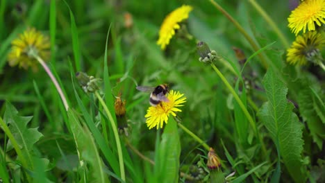 Hummel-Sammelt-Nektar-Auf-Einer-Löwenzahnblume-Und-Fliegt-Zu-Einer-Anderen,-Von-Der-Seite-Gesehen