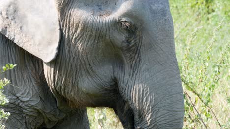 Primer-Plano-De-Un-Elefante-Colocando-Comida-En-La-Boca-A-Través-De-Su-Trompa.