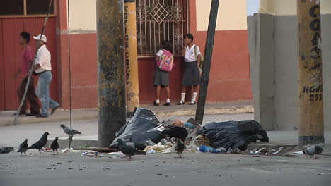 Birds-Eating-From-Rubbish-Bags-On-Side-Of-Street-In-Iquitos,-Peru