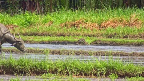 Farmer-using-bullock-to-plough-rice-fields,-on-bright-day