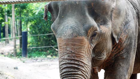 Cerca-De-Un-Elefante-Asiático-Con-Manchas-Rosadas-En-La-Piel-Agitando-Las-Orejas