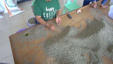 Woman-choosing-raw-coffee-beans