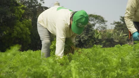 Tiro-Al-Nivel-De-La-Rodilla-De-Agricultores-Cosechando-En-Un-Campo-Agrícola-Verde-Cerca-Del-Edificio,-Sierra,-Perú.