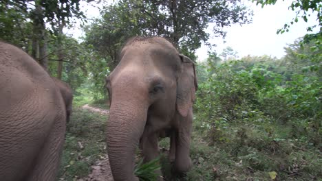 Elephants-Close-Up