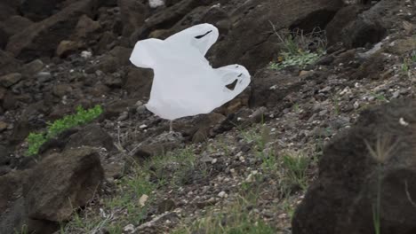 Plastic-bag-flying,-being-pushed-by-the-wind-at-Oahu-Beach-in-Hawaii---Medium-Tracking-shot