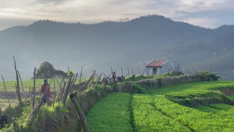 Villagers-Walking-Through-Agricultural-Farms-Near-Kodaikanal,-Tamil-Nadu,-India