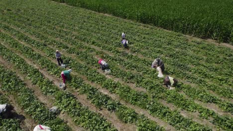 Toma-De-órbita-Baja-De-Agricultores-Cosechando-En-Campos-Agrícolas,-Campo,-Ica,-Perú.