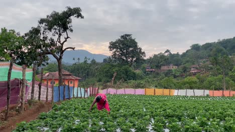 Mujer-India-En-Una-Granja-De-Fresas-Cerca-De-Una-Aldea-Rural-En-El-Sur-De-Goa,-India